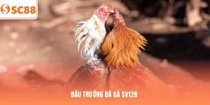 Đấu Trường Đá Gà SV128 S88 – Quy Tắc Cược Và Mẹo Săn Thưởng