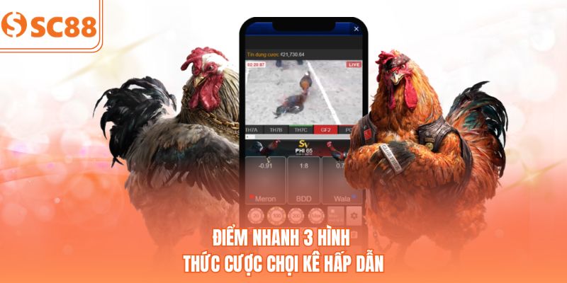 Điểm nhanh 3 hình thức cược chọi kê hấp dẫn