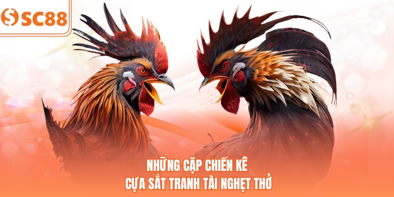 Những cặp chiến kê cựa sắt tranh tài nghẹt thở