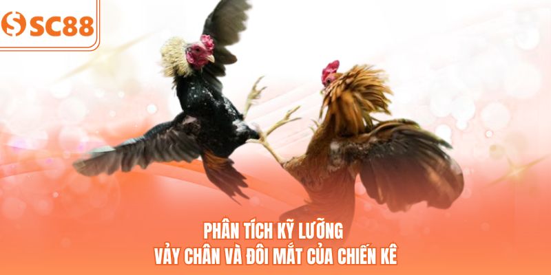 Phân tích kỹ lưỡng vảy chân và đôi mắt của chiến kê