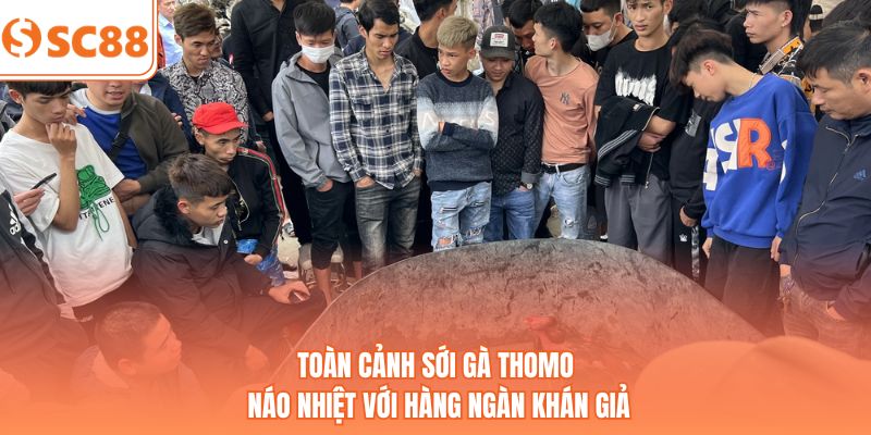 Toàn cảnh sới gà Thomo náo nhiệt với hàng ngàn khán giả